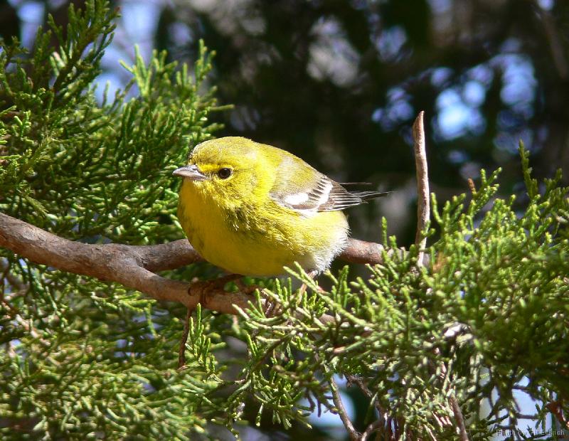 Pine Warbler 